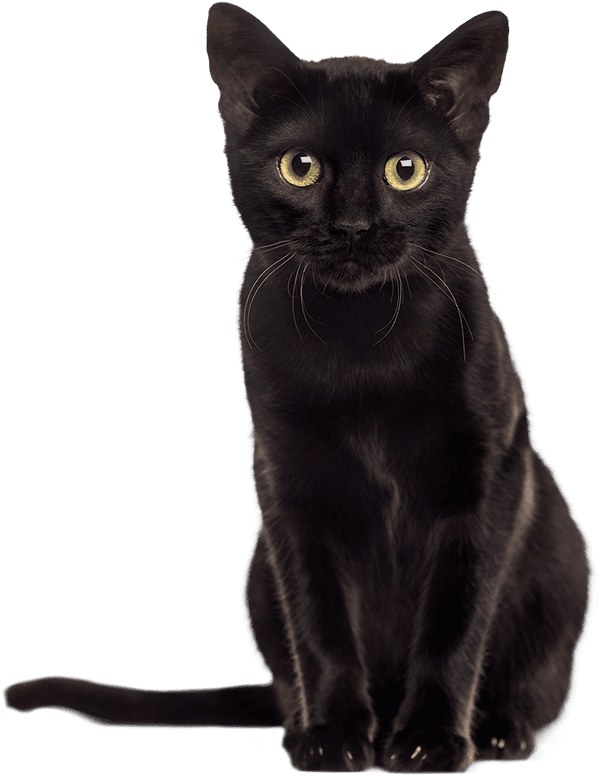 black cat